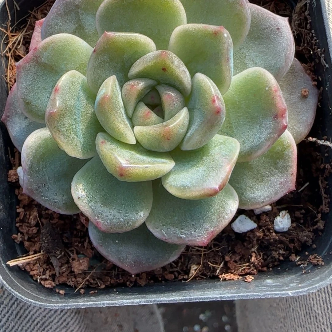 小卡拉米糖心一物一拍