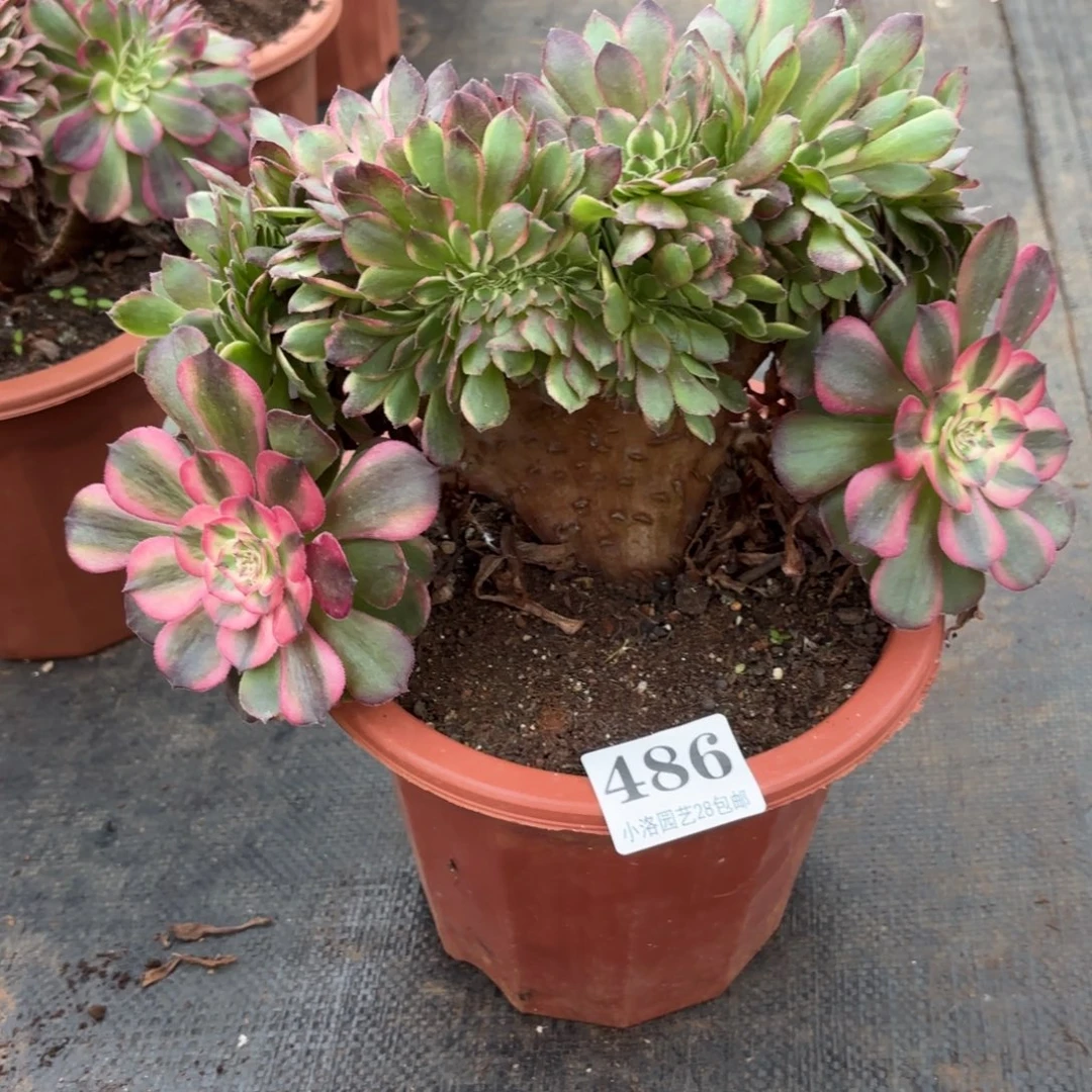 486号荔枝缀化多肉植物大战