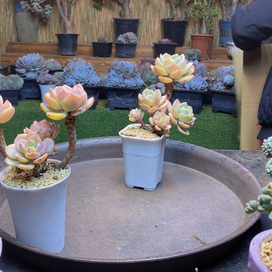 ?***?H38号白月光老桩