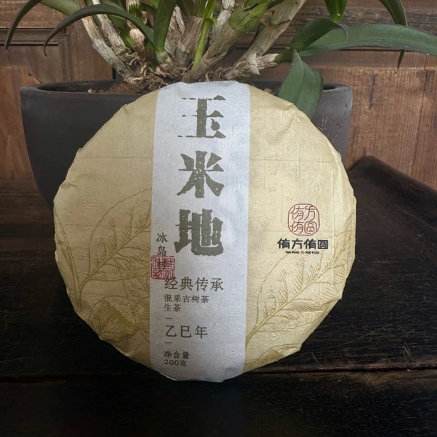 【兰花香，刚柔并济】2023年冰岛玉米地生茶饼