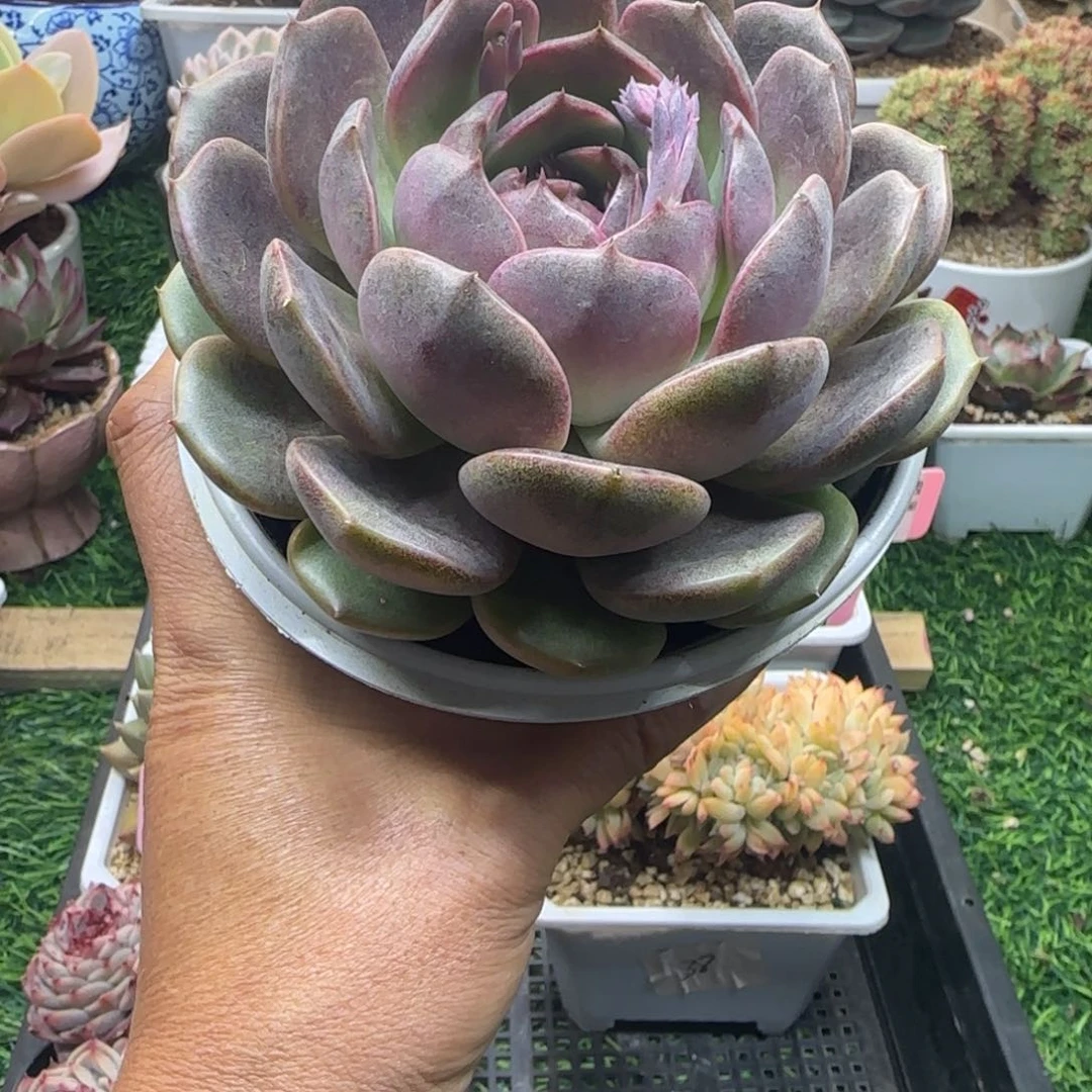 锦安精品多肉植物238