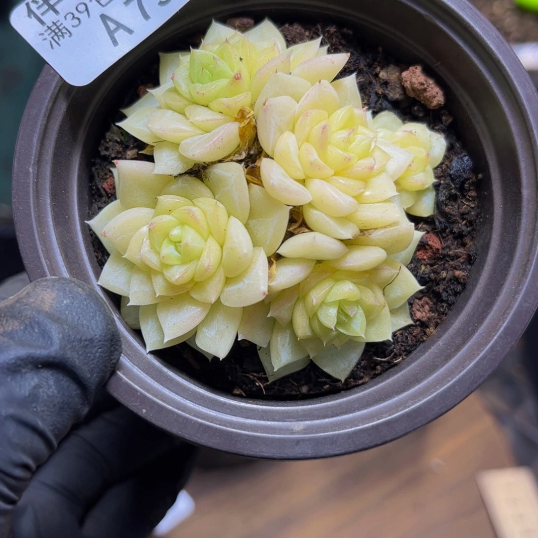 758麦杆6厘米（不包整）
