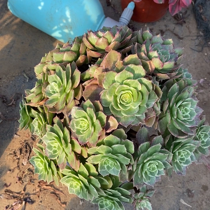 水蜜桃18多肉植物法师法师
