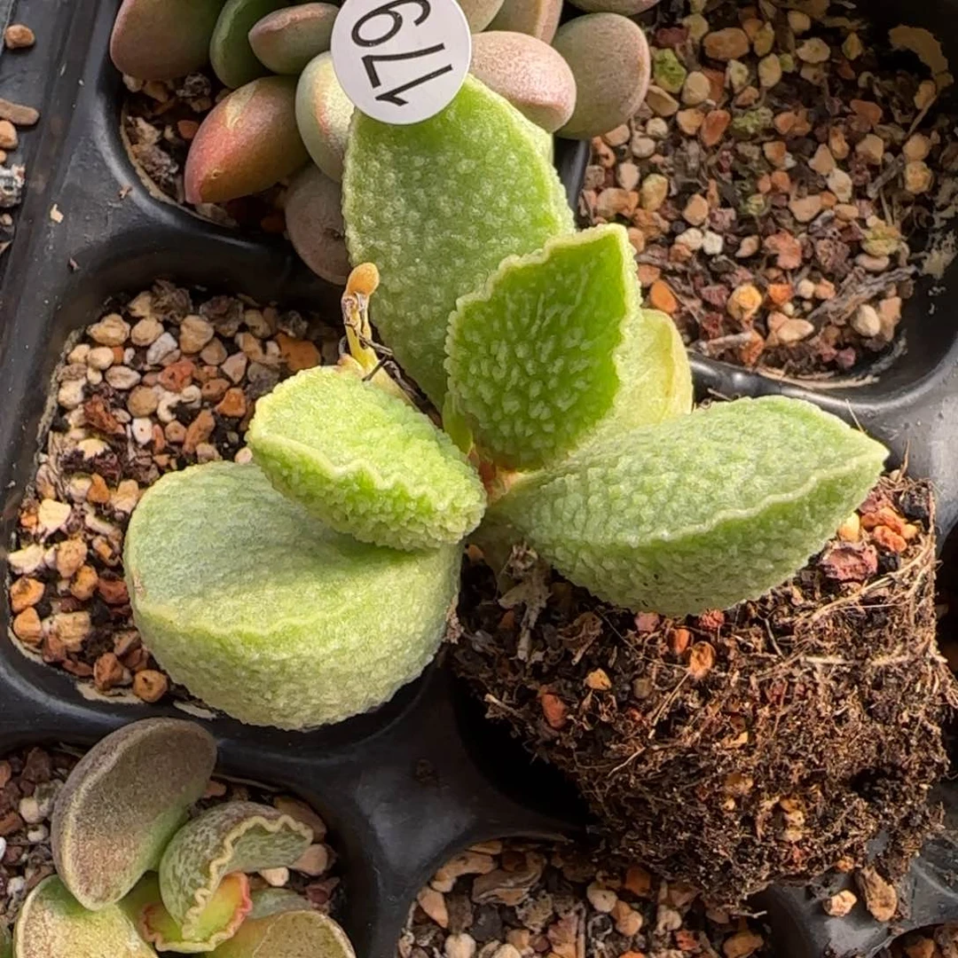 漫*绿皮水泡多肉植物179