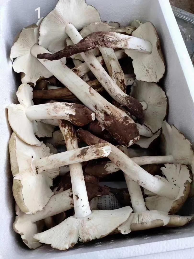 四川本地野生新鲜鸡枞菌蘑菇斗鸡菇开伞顺丰空运包邮