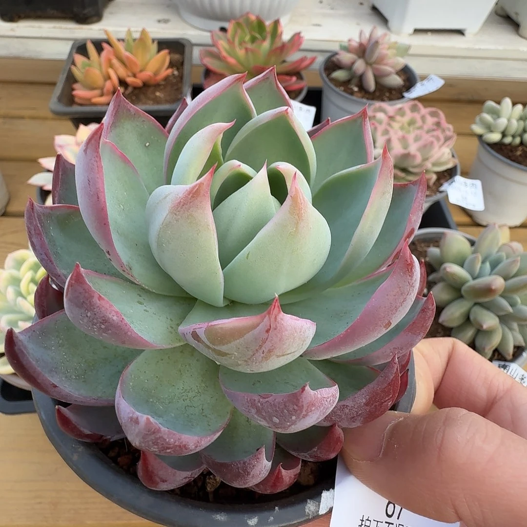 惊鸿仙子111212-67