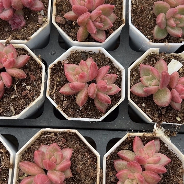 迷雾泡泡双头到手1颗量拍多肉满18元包邮明天发货