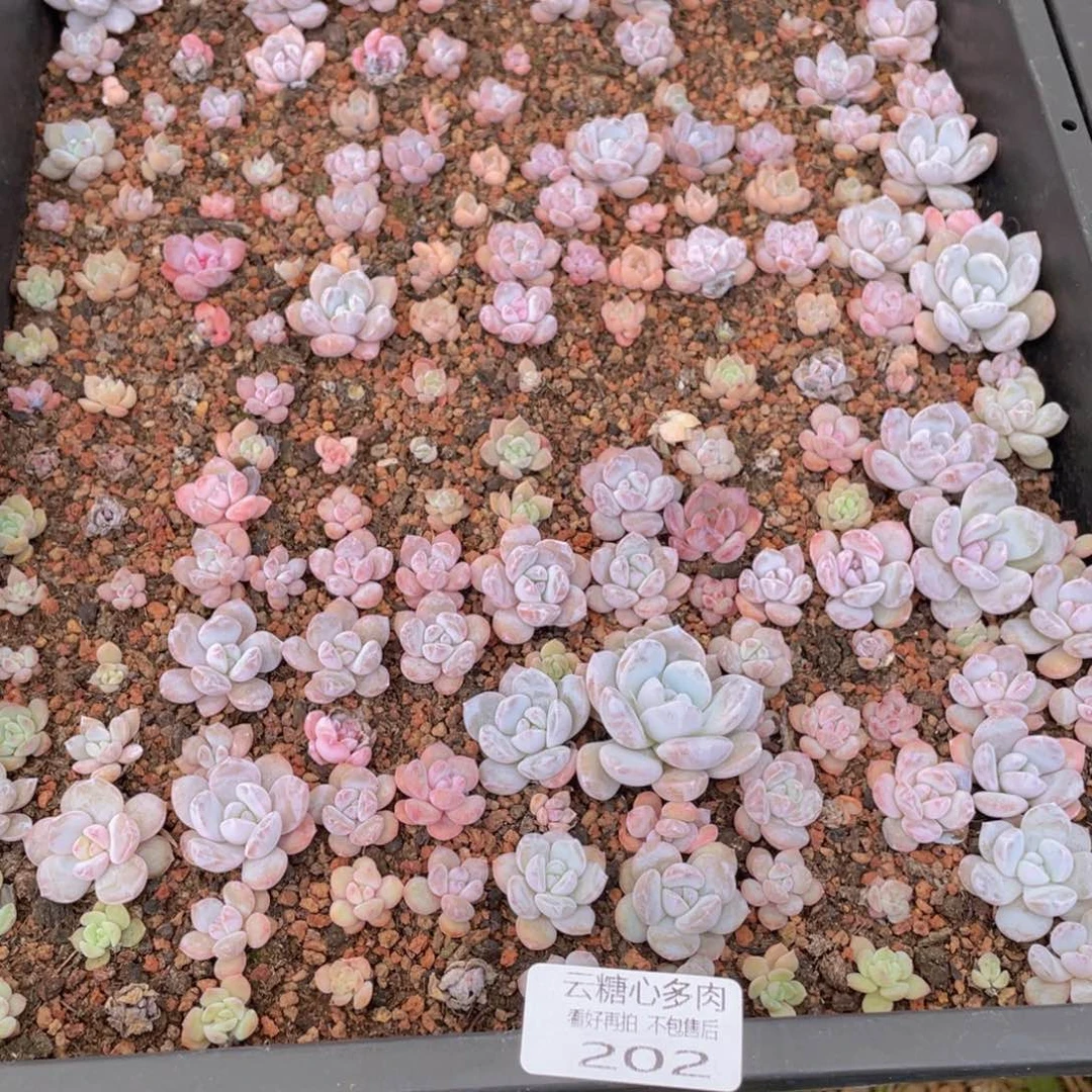云糖心多肉植物202