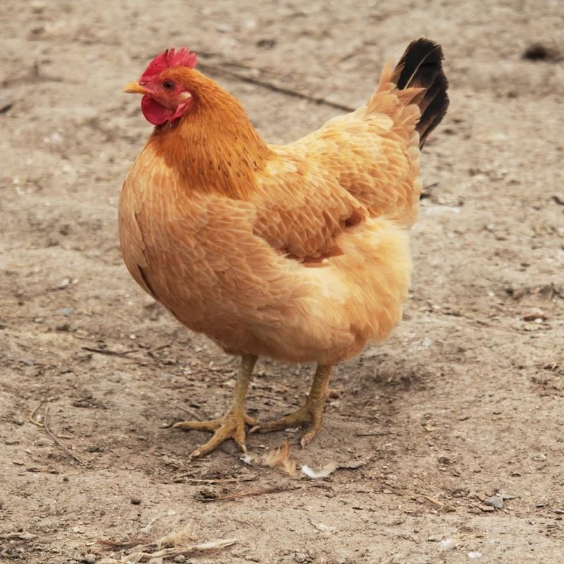 700天正宗农家散养新鲜土鸡老母鸡炖汤2整只走地鸡走地鸡