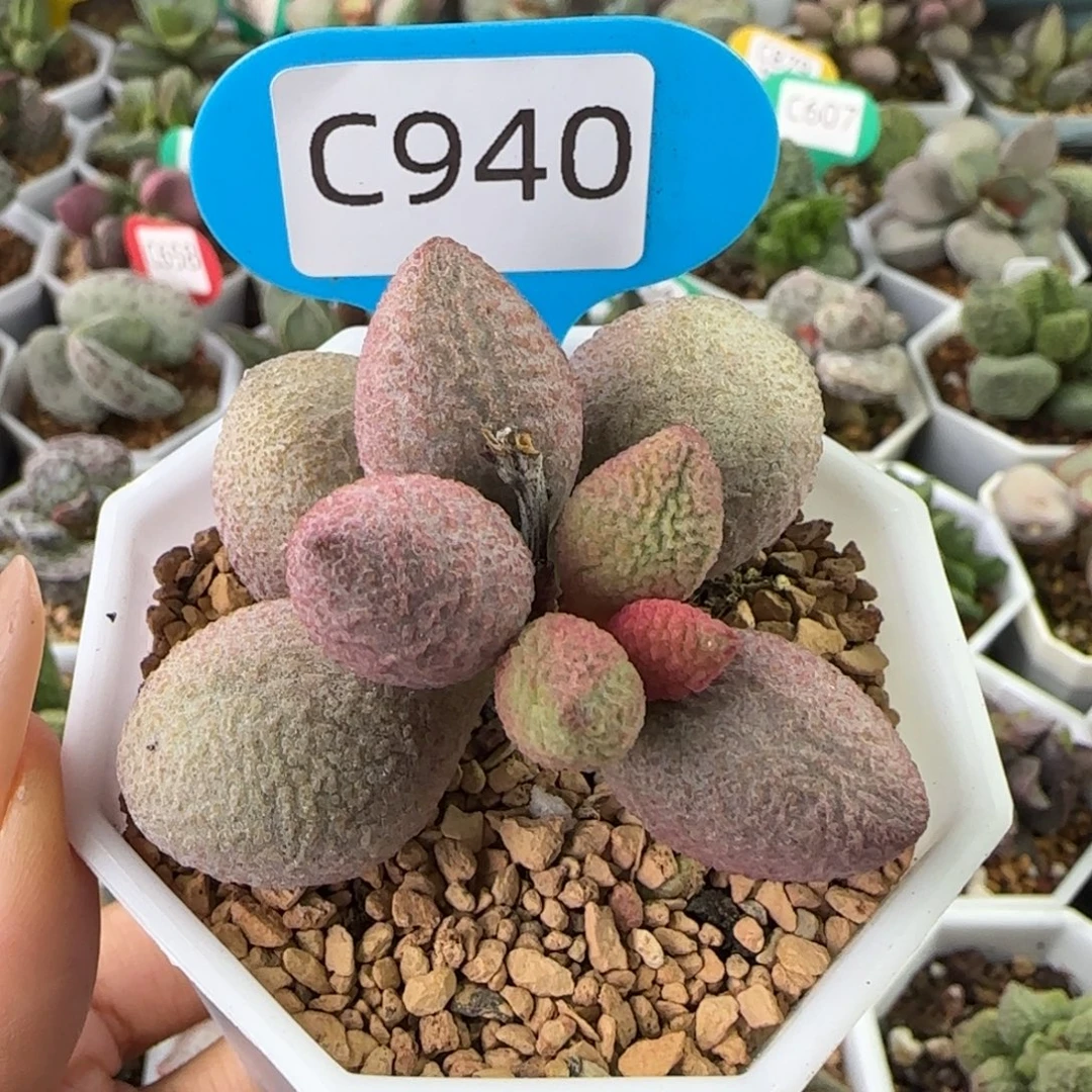 福利多肉水泡940。