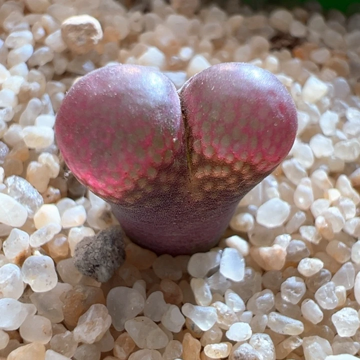 491。优选c10x贝瑞公主