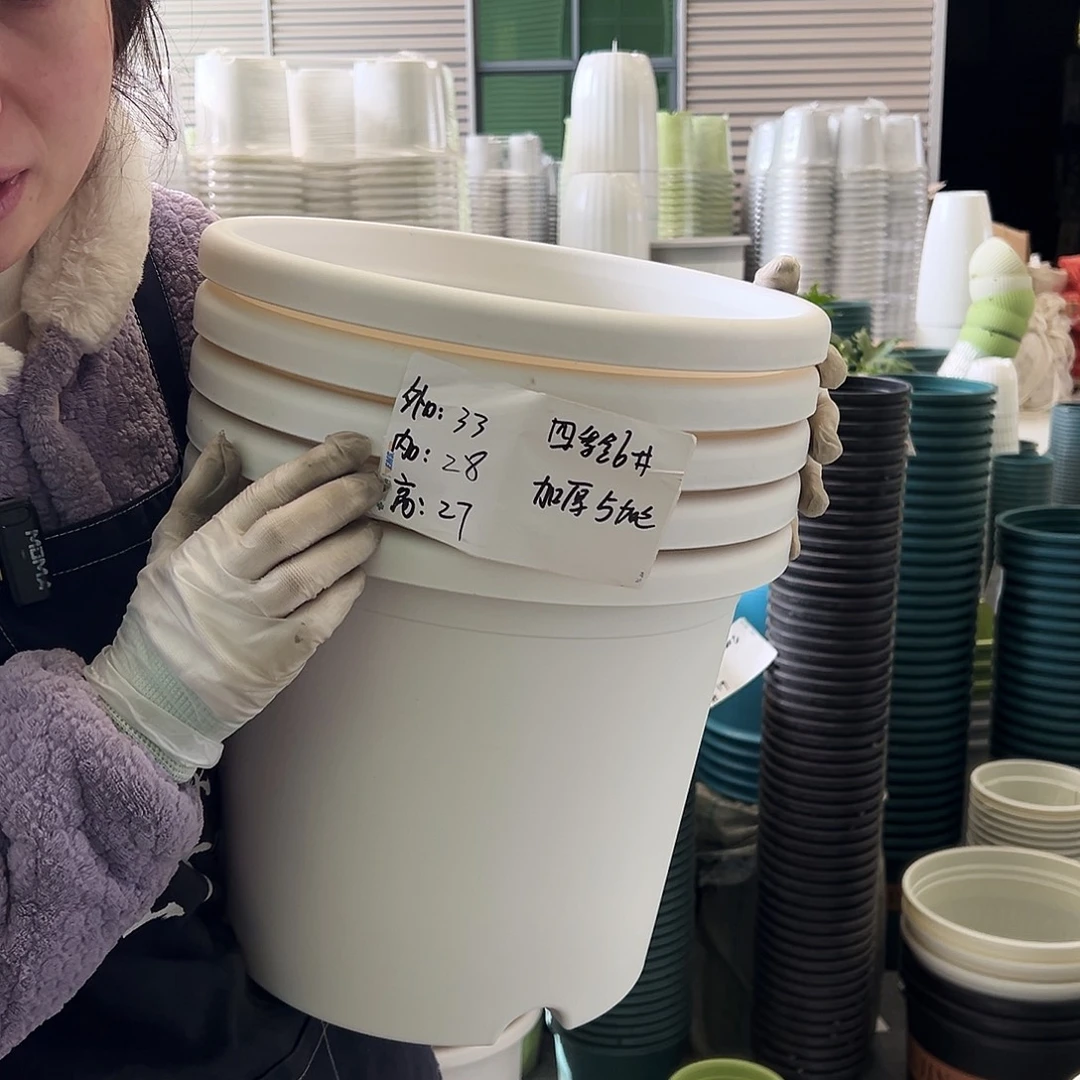 四季盆6#白色5个无托