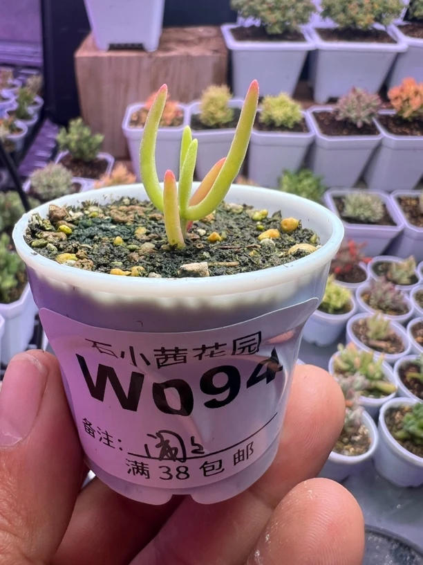 闹闹专拍多肉植物枝干番杏香蕉锦