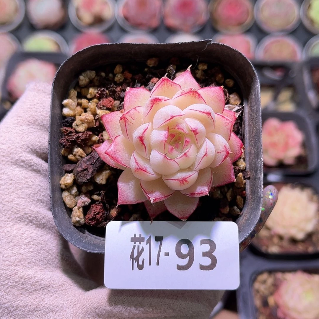 花利美17-93女王玫瑰