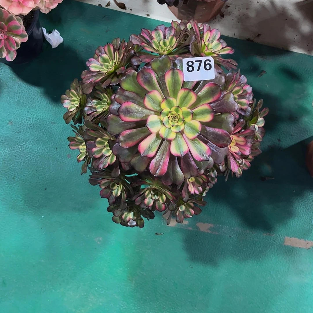 ****姐多肉美姬000000876