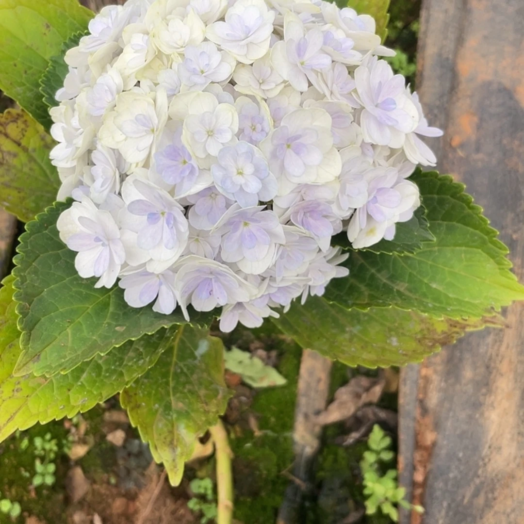 绣球切花一物一拍3枝起包邮，62