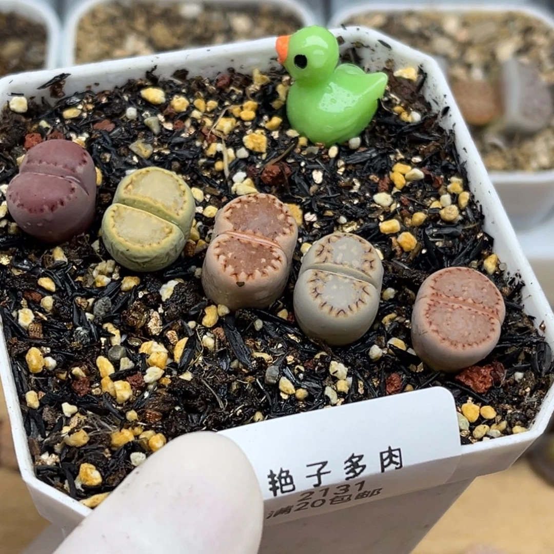 2131号一套彩色饼干