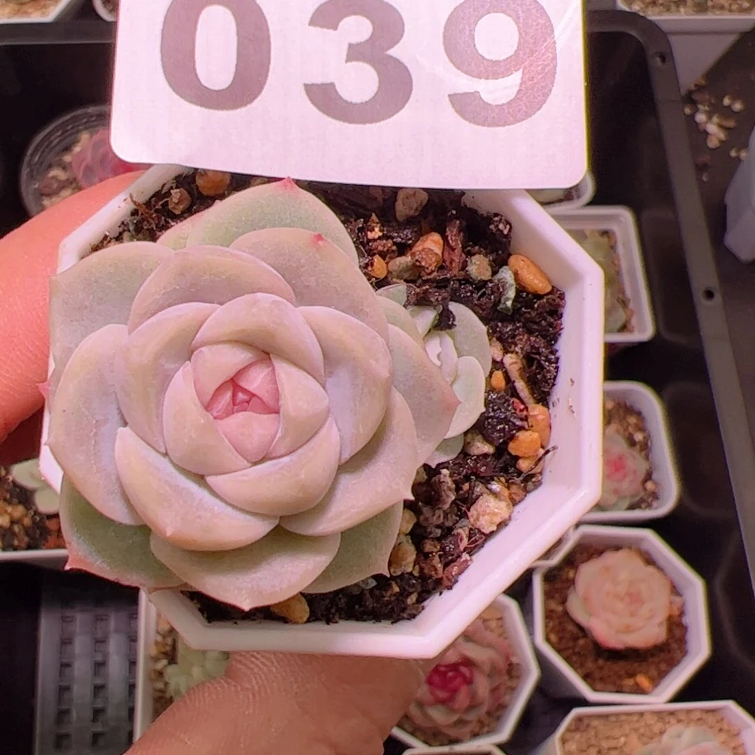 039号良辰多肉专拍