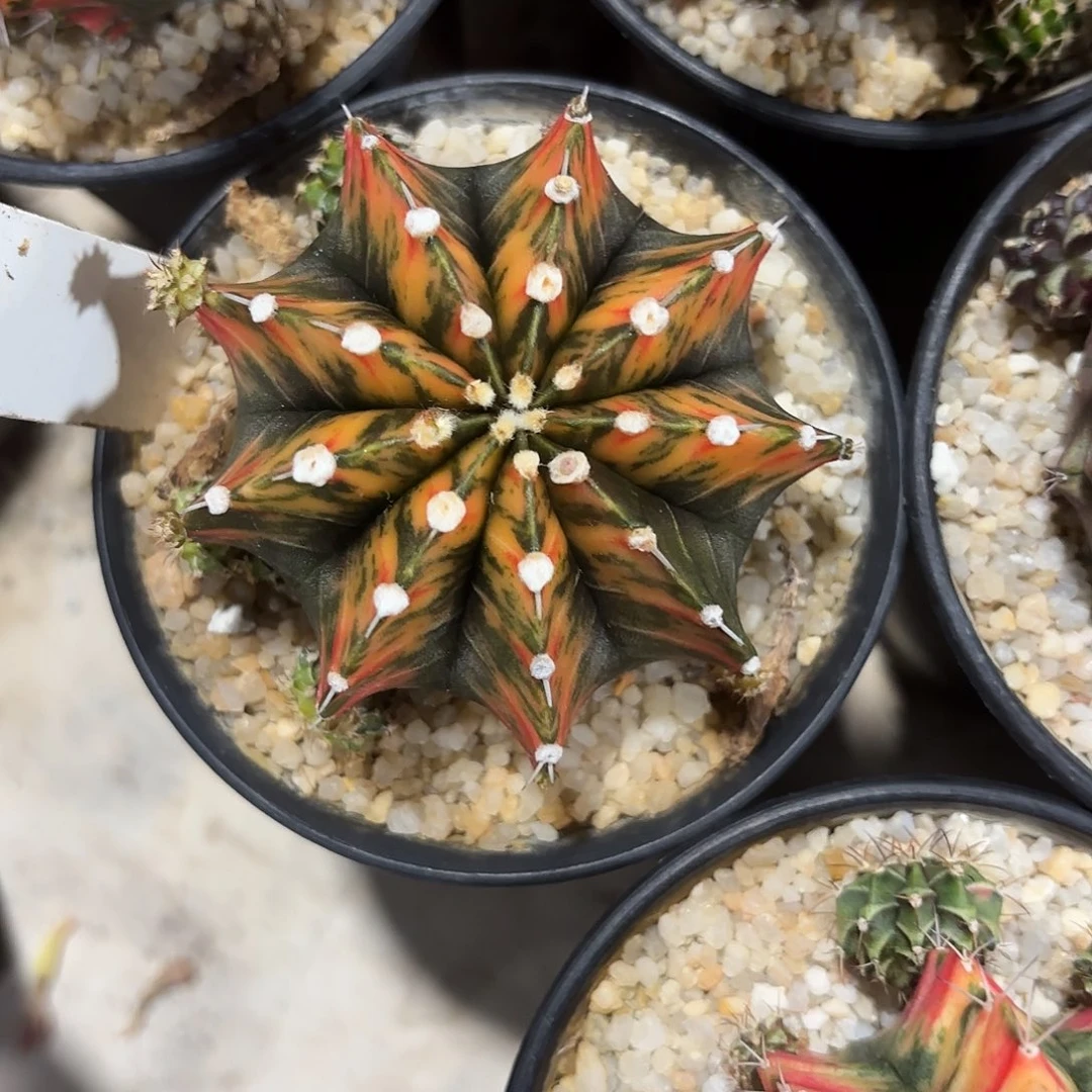 85-0707泰国发货多肉