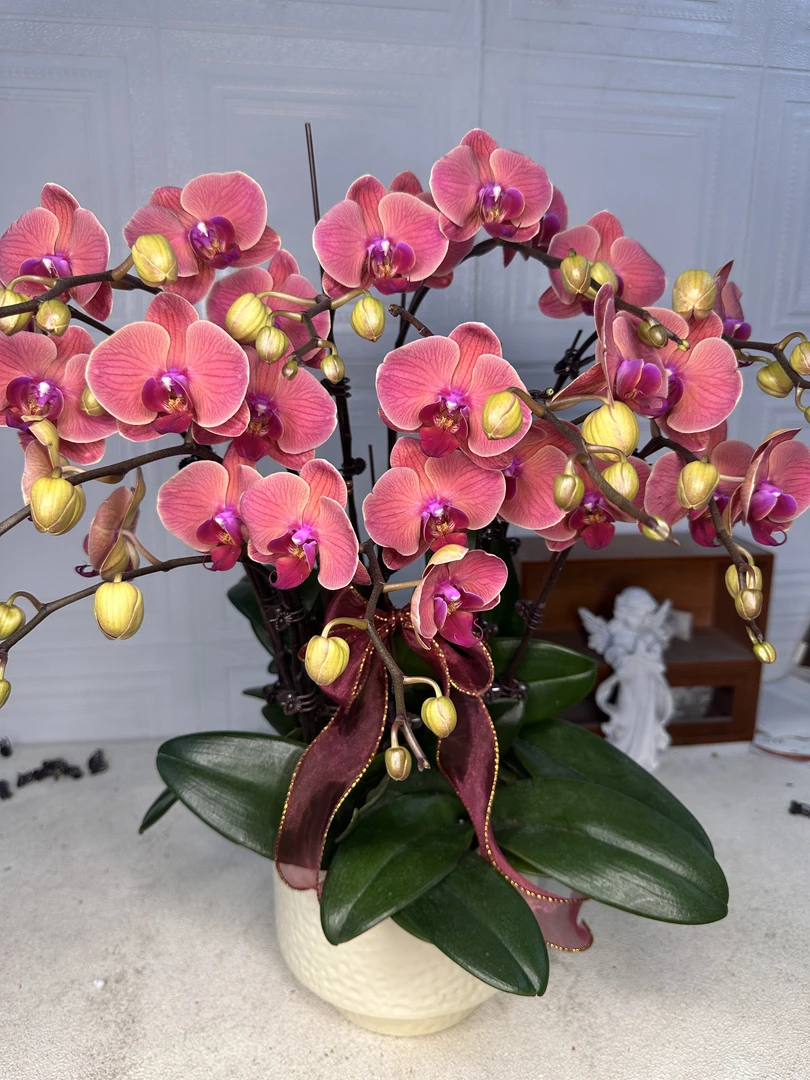 花悦里【聚宝橘子】单花剑 爱马仕橙色蜡质花 广州花卉源头基地