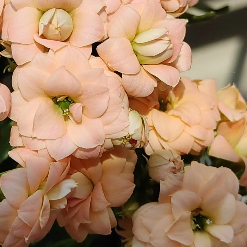 长寿盆栽花【美人鱼】110盆花苞发货