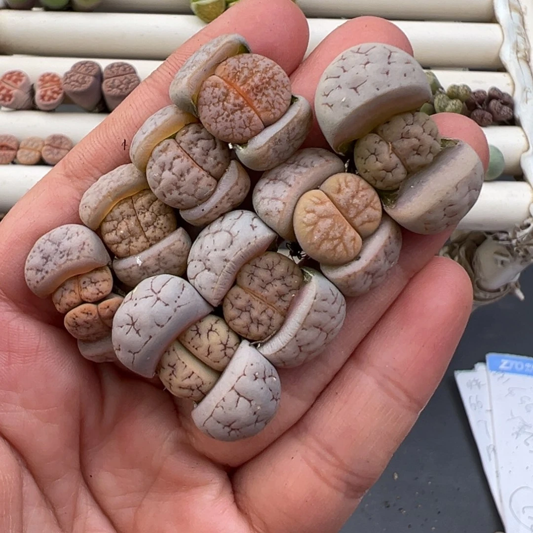 12.12好看的多肉脱土发货828