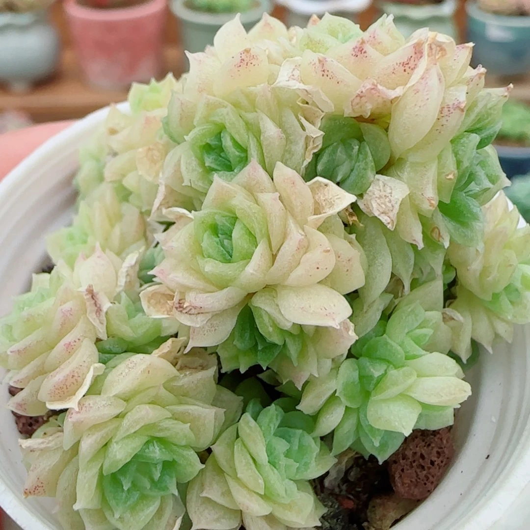 望***安花语逸镜0927-28散