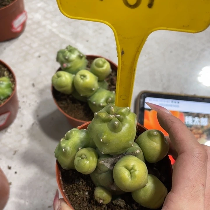 橙桃新品多头一物一拍181