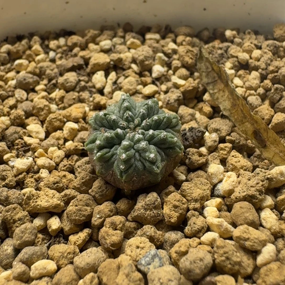 橘***梨实生老花笼呵呵呵呵
