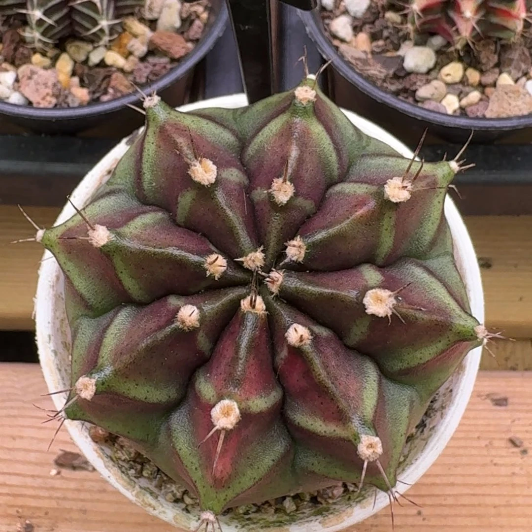 泰系米哈洛维奇65