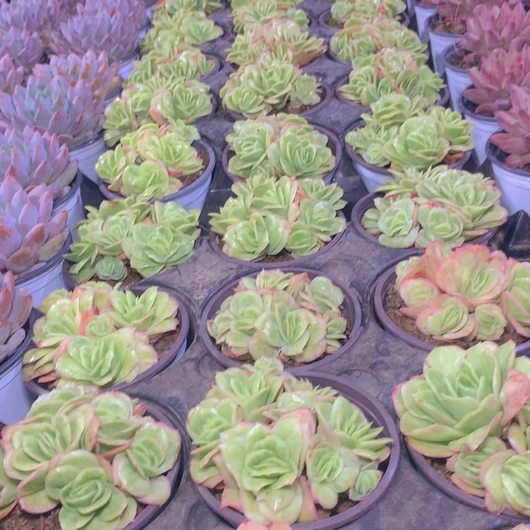 冰玫瑰锦3457eryuioopppp