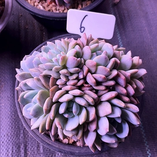 W*G我是第一百个为妖刀应援的阴阳