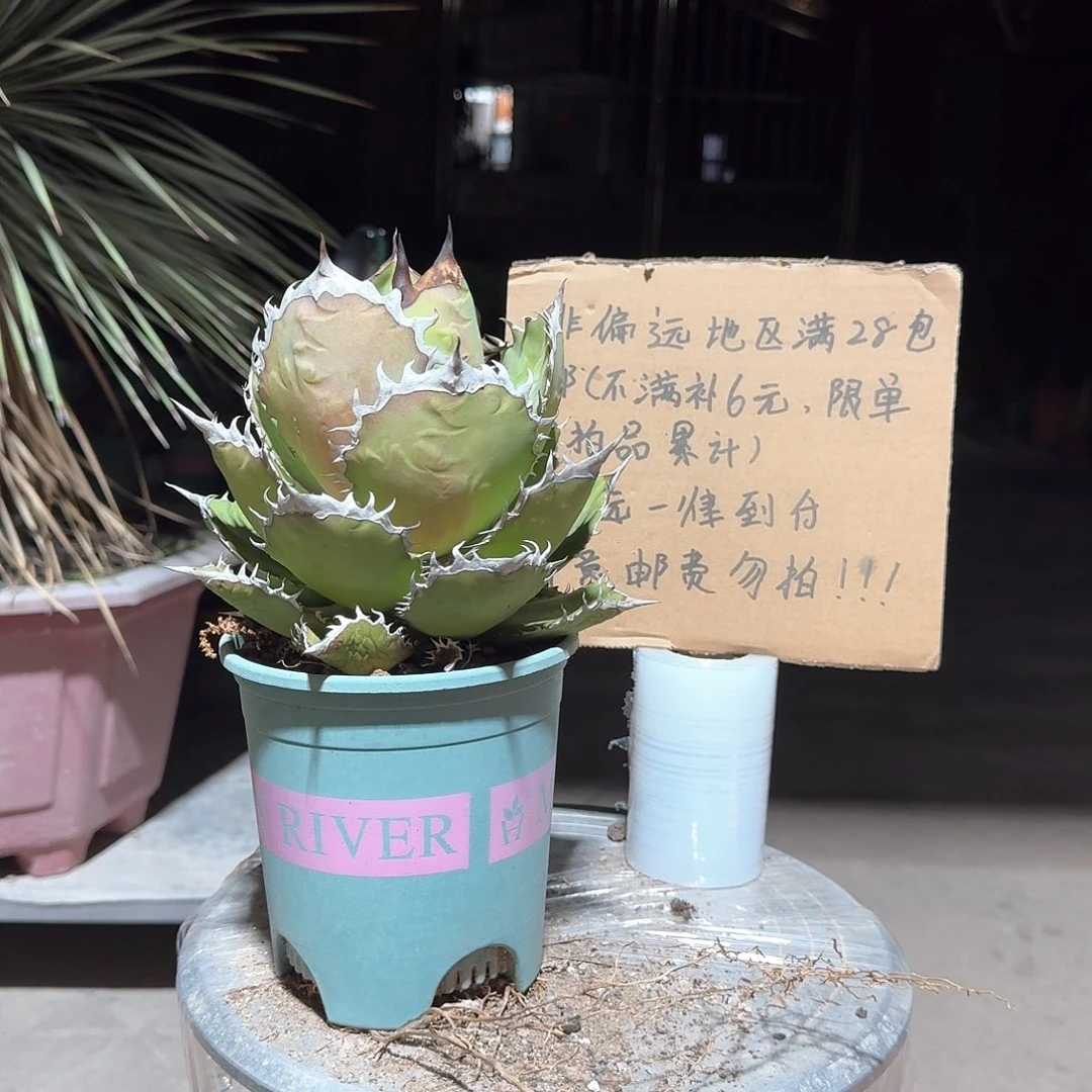 ****无花朵狐尾龙舌兰