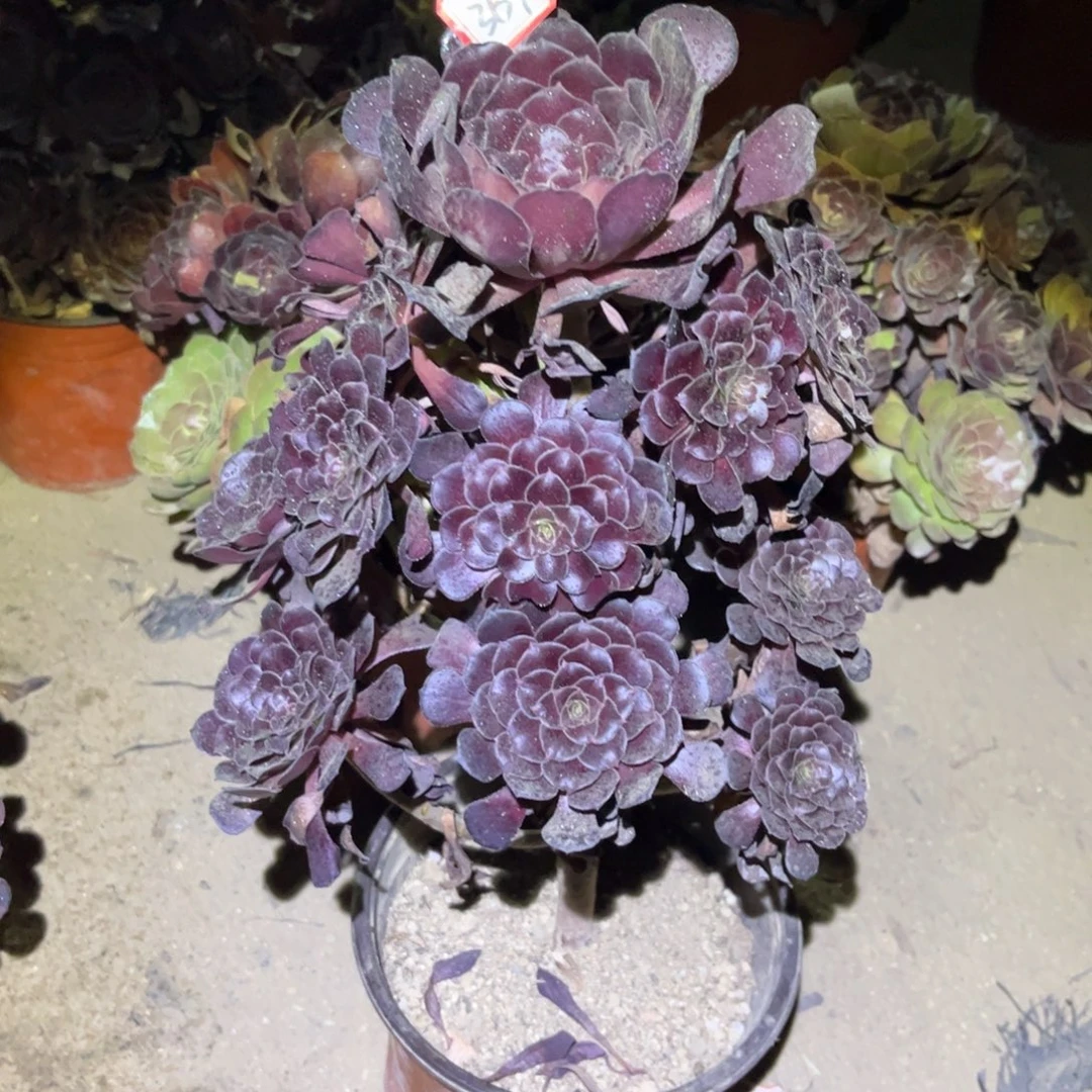 369多肉植物黑梅花