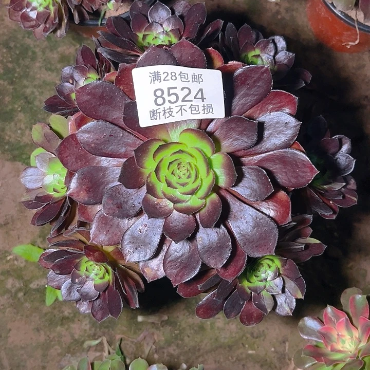 8524黑美人多肉植物
