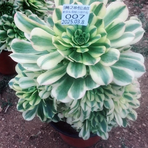 3.8-7金丝多肉植物