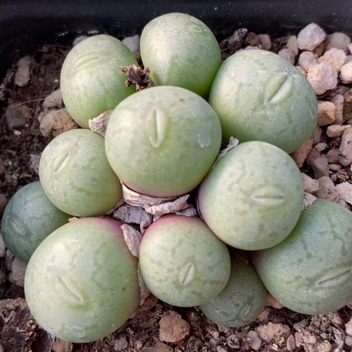 1824大嘴饼一群一群