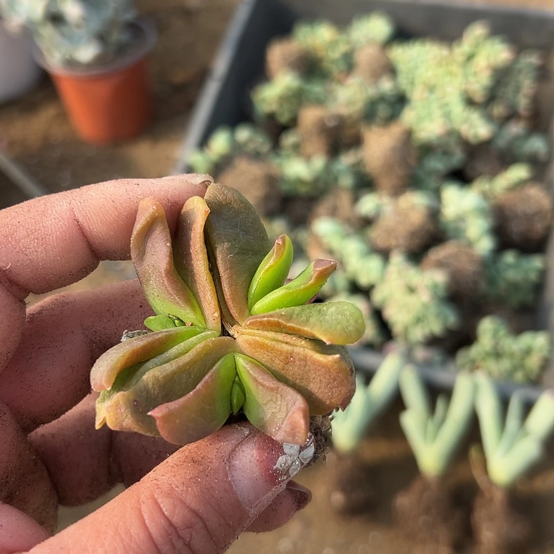 多肉植物达摩舌叶