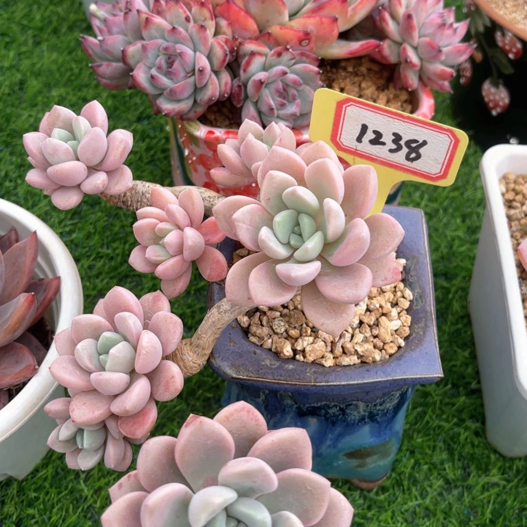 1238花斑露小老桩一物一拍