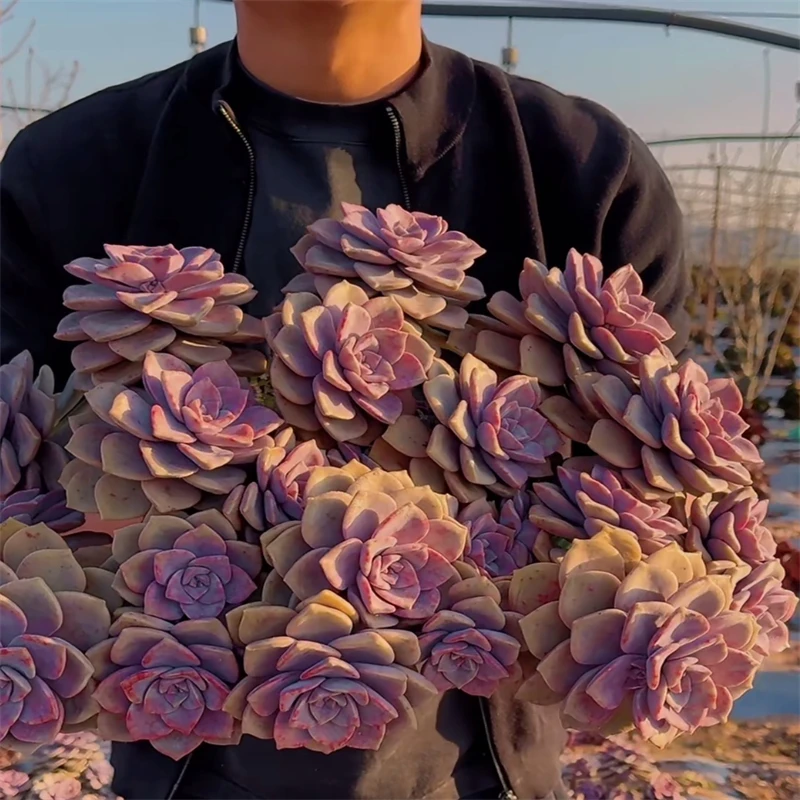 零花钱多肉  地栽紫乐 老桩群生   多肉植物  种植 施肥