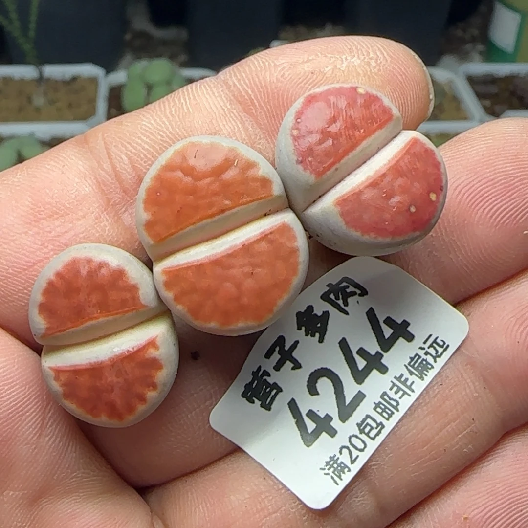 朱唇3颗。