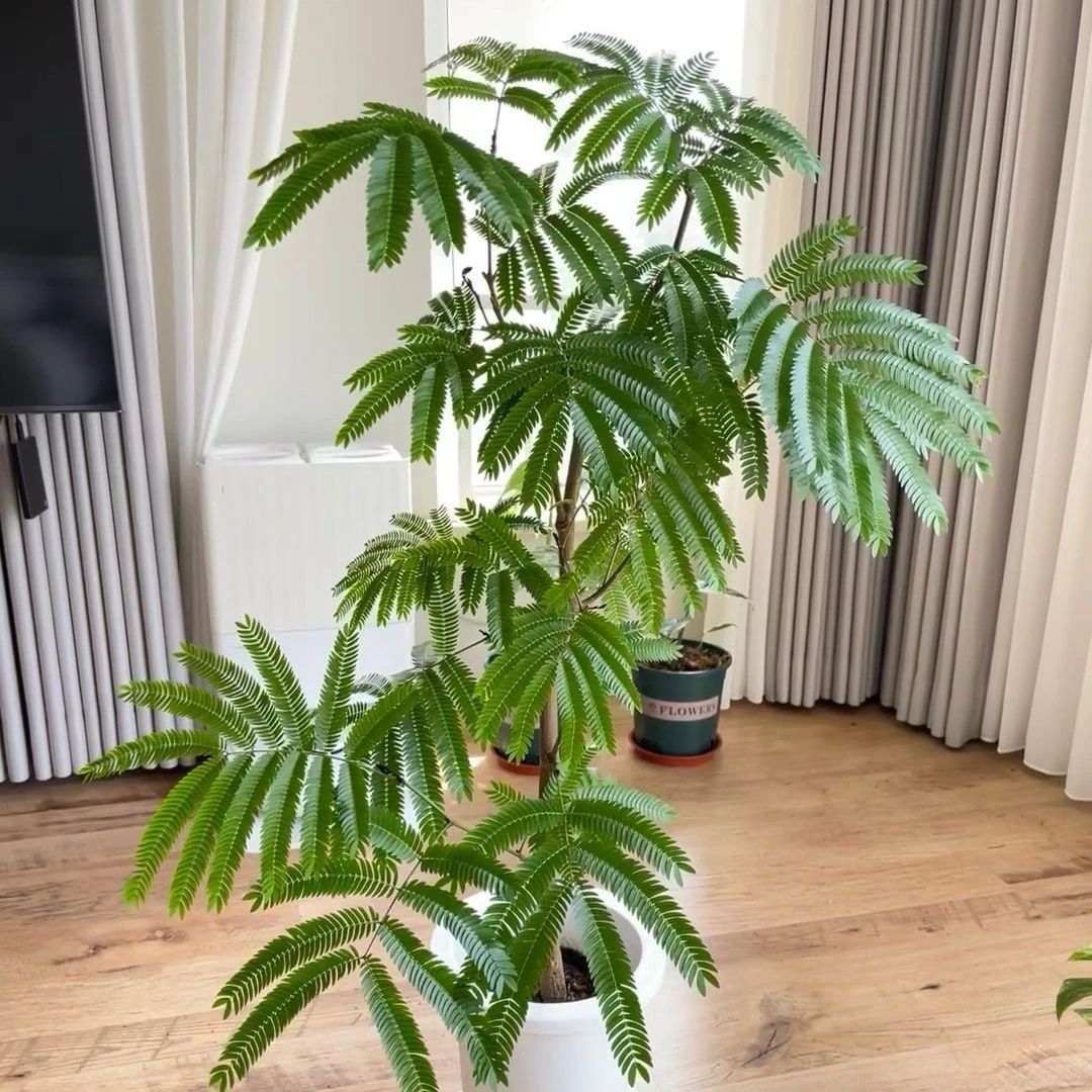 日本进口密叶猴耳环原盆籽播苗ins网红室内观叶绿植小豆树