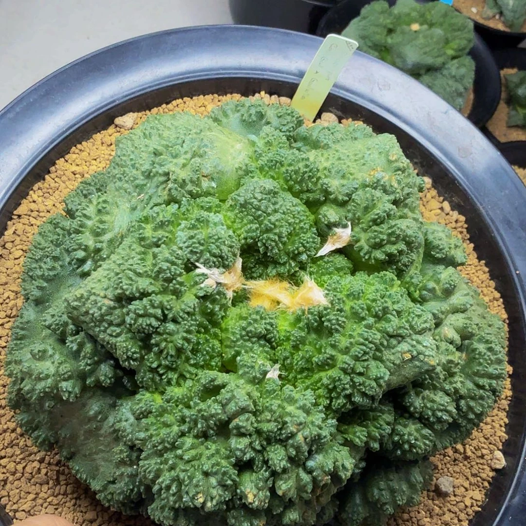 超级哥怒早期巴索的