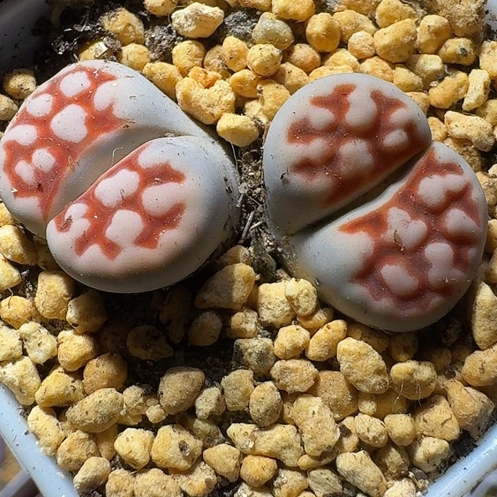 生石花111111。  106