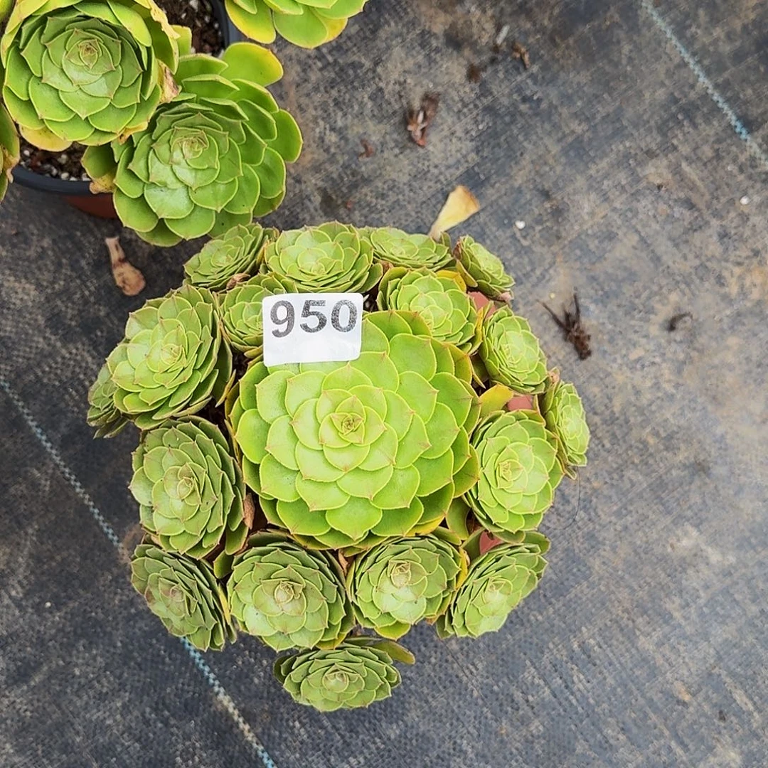 950万圣节法师植物