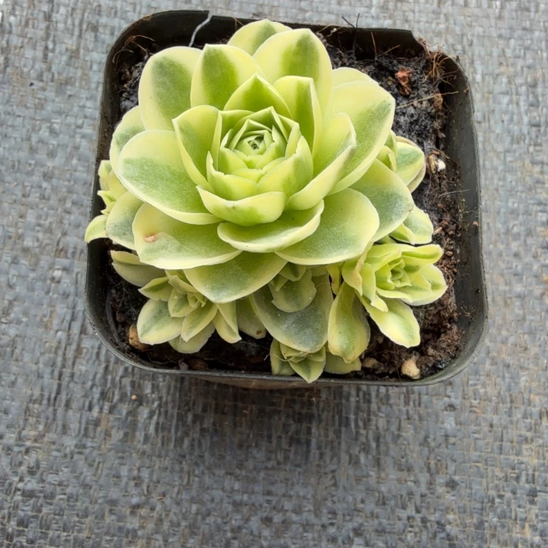 山地玫瑰锦锦上园艺一物一拍