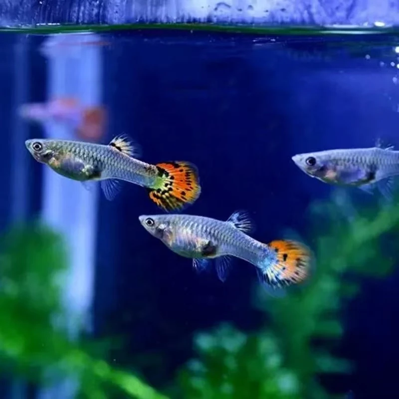 孔雀鱼胎生小型观赏鱼热带鱼好养好看新手养鱼