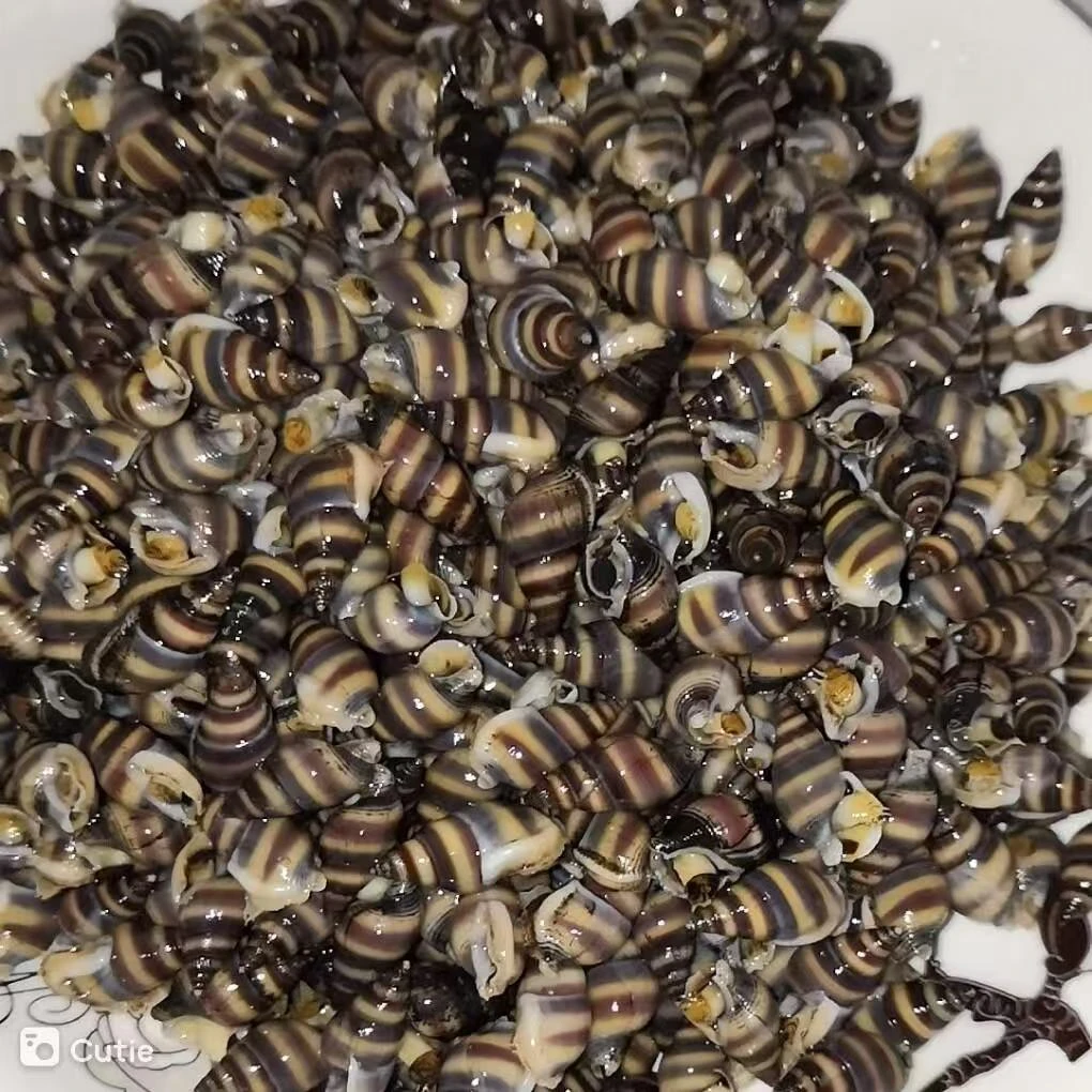 WL熟冻花锥花螺丝海螺丝海丁海瓜子海撒子保鲜发货顺丰包邮（熟冻）