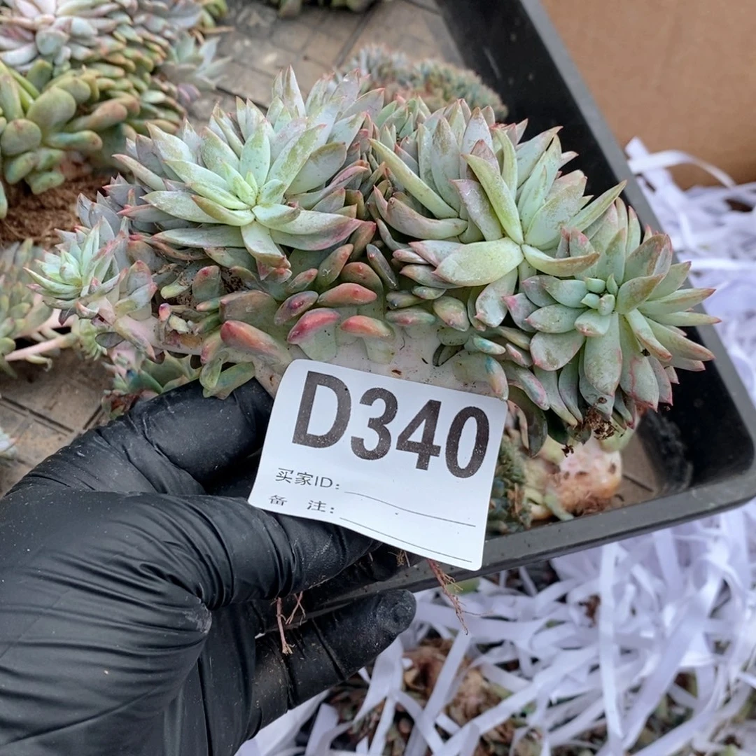 初***念340 星影树缀哇哇哇哇