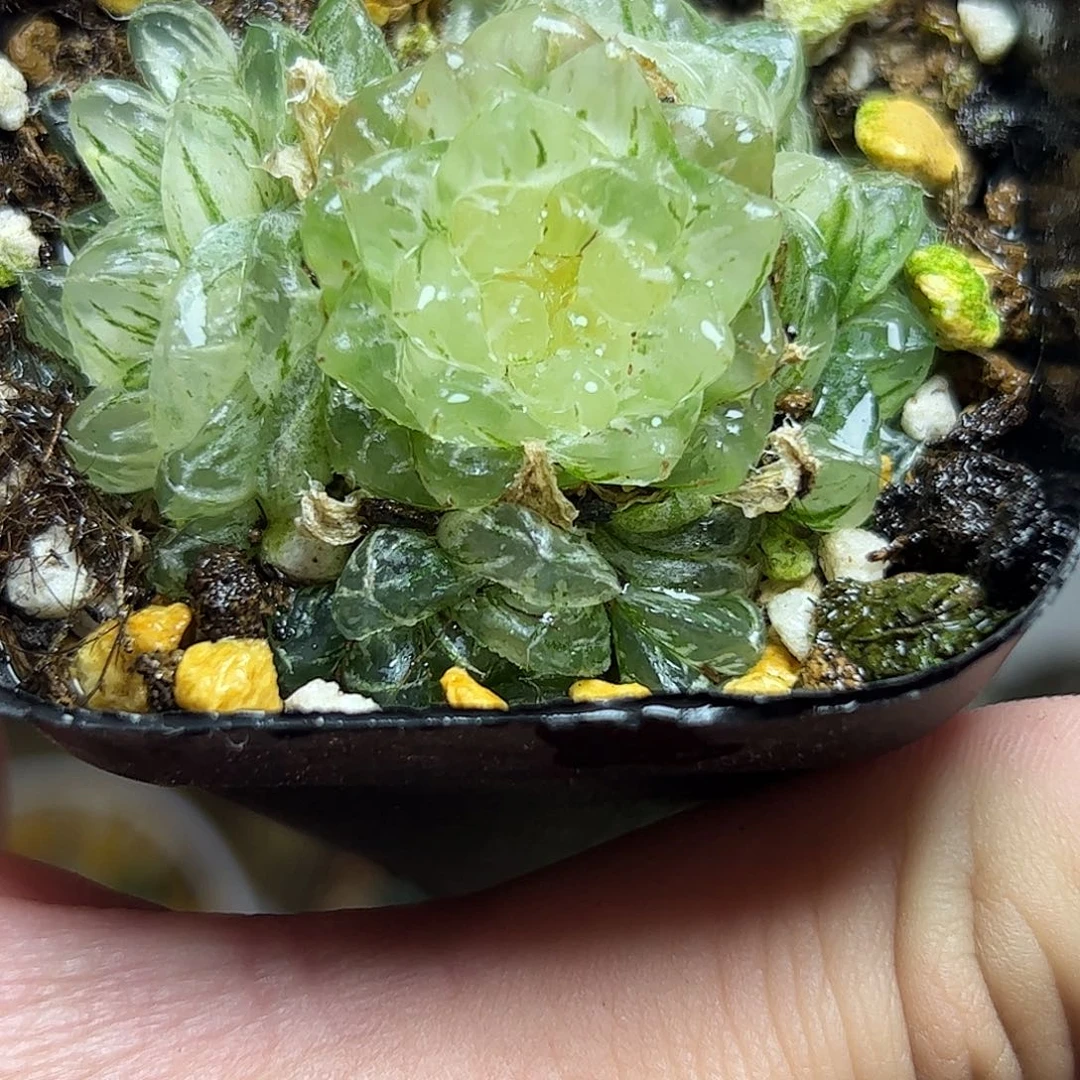 糊斑翠云锦十二卷